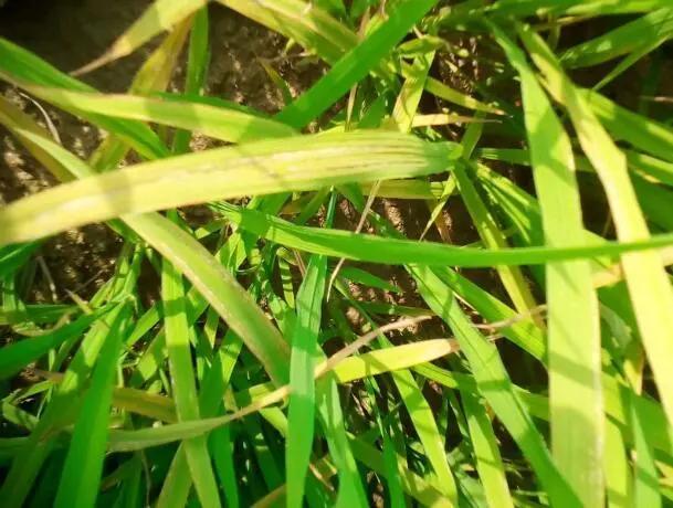 关于水稻田除草剂的新进展，探索十六年来的最新技术革新