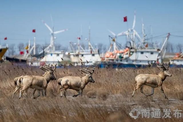 四不像惊现湖北堵河源保护区|精选解释解析落实