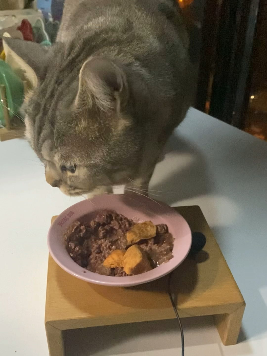 吃播猫小九最新一期