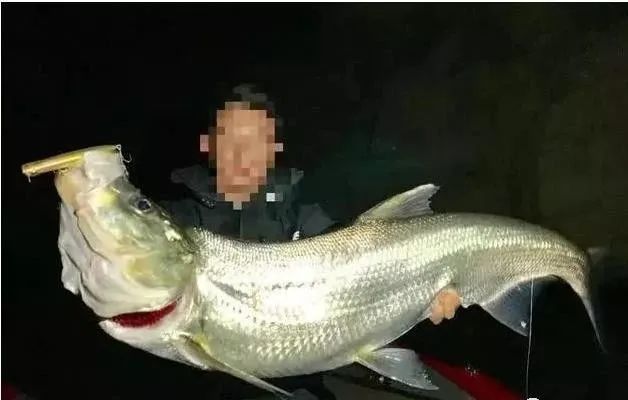 最新钓翘嘴鱼视频直播